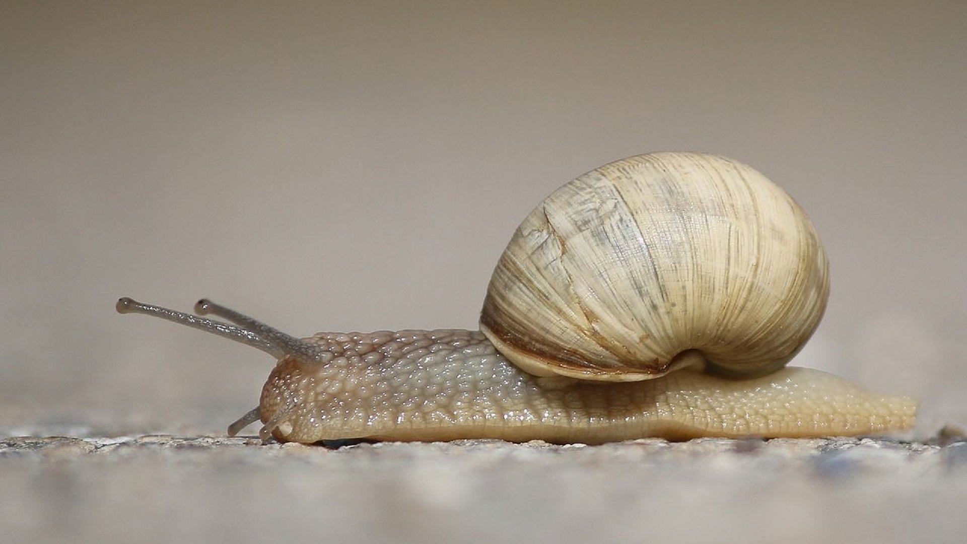 Most of the snails are exported to France